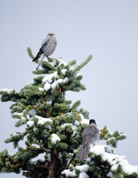 Gray Jays Have A Secret Weapon For Surviving The Canadian Winter ...