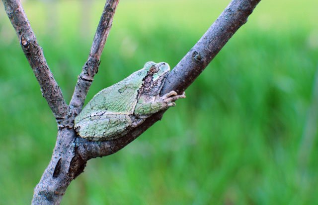 A Freezing Cold Frog