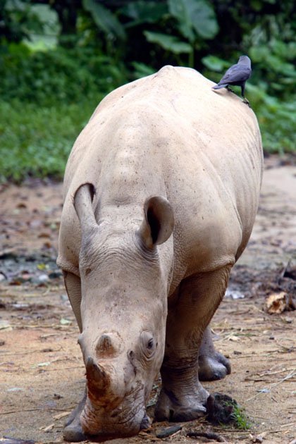 white rhinocerous