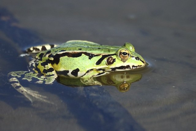 What’s So Great About Frogs?