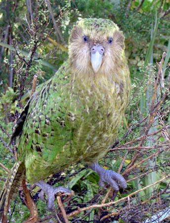 kakapo parrot bird