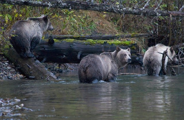 grizzly bear mom cubs