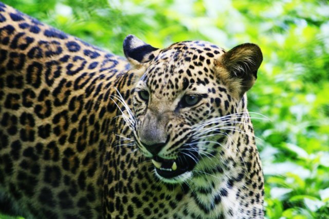 jaguar teeth growl