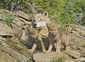 Top Ten Cutest Wolf Pups | Earth Rangers Wild Wire Blog