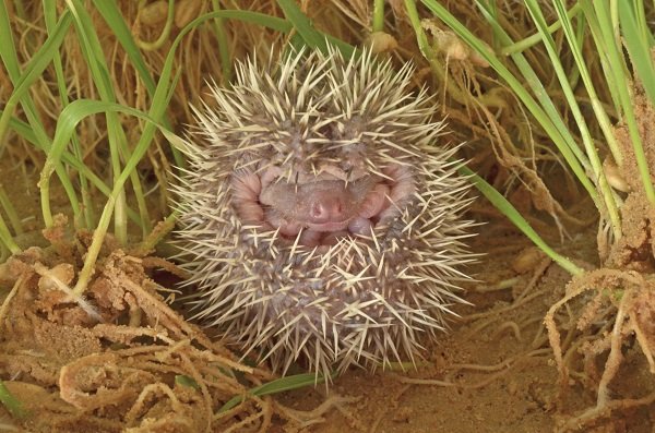 Pygmy hedgehogs.