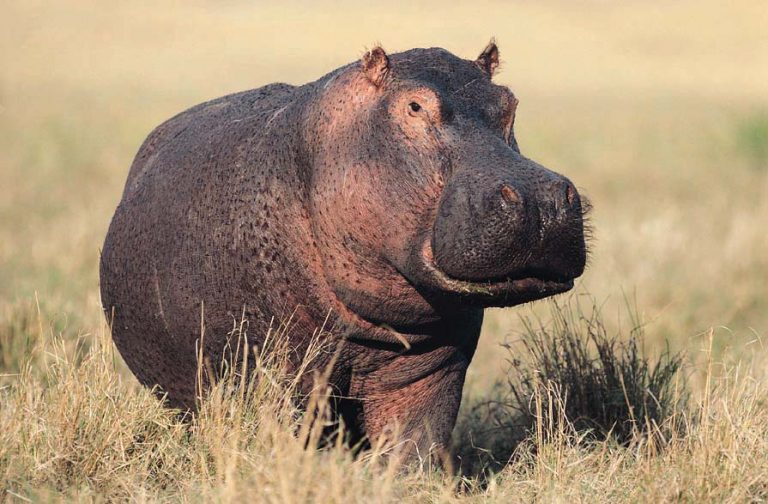 hippopotamus kenya grassland