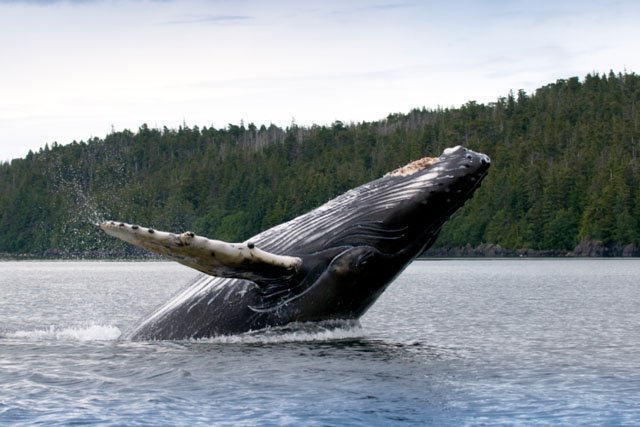 Learning to Love Whale Poop