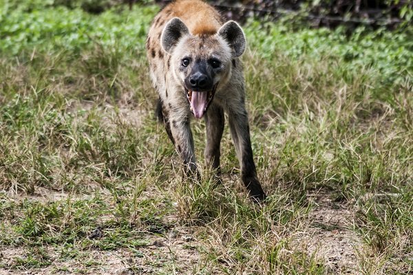 Top Ten Animals That Can Outrun You