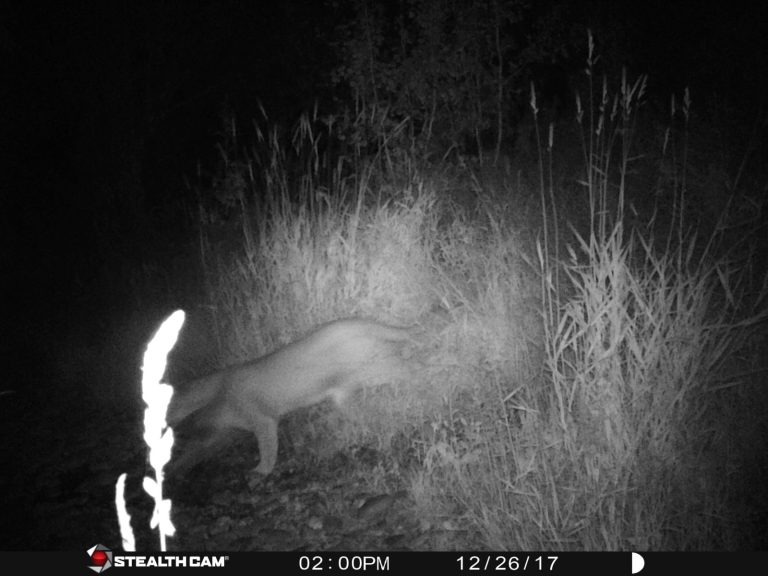 Cougars on the Prowl! An Adventure in the Cypress Uplands with Ashley Sahulka