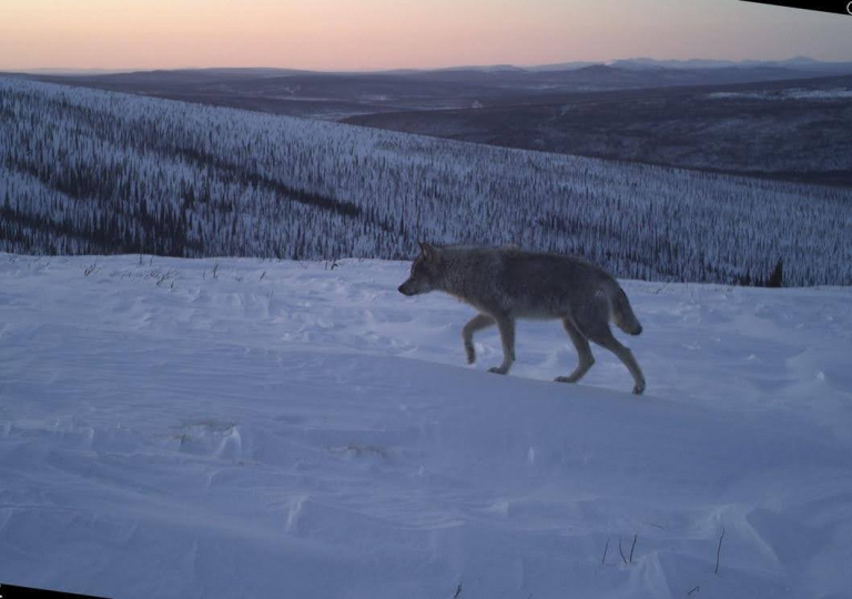 How Loud Can You Howl? An Adventure with Karl-Antoine Hogue and the Grey Wolves of Old Crow