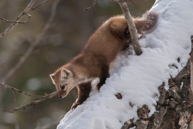 Welcoming Home the Pine Marten! | Earth Rangers Wild Wire Blog