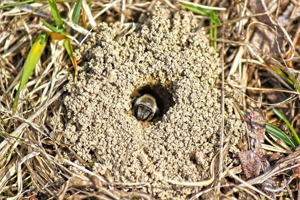 bumble bee hive