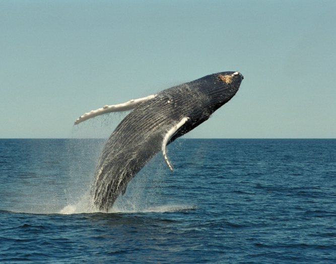 humpback whale jumping