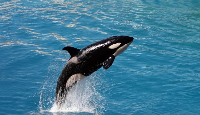 killer whale jumping