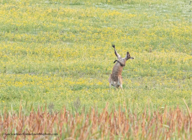 Caption This! What’s This Kangaroo Thinking?