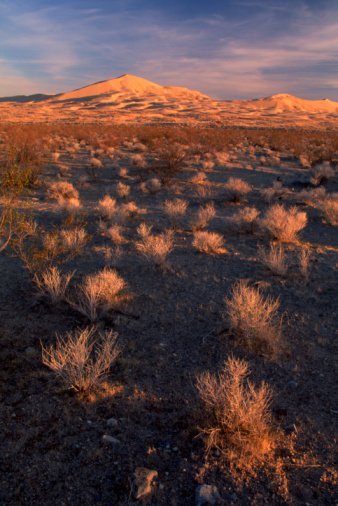 landscape sagebrush