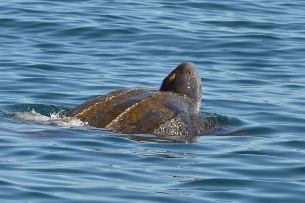 Louie the Leatherback's Watery Worry - Earth Rangers