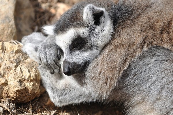 Top Ten Animals Getting Better Sleep Than You