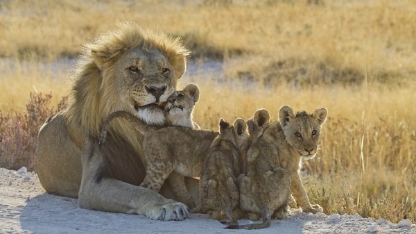 Top Ten Coolest Animal Dads