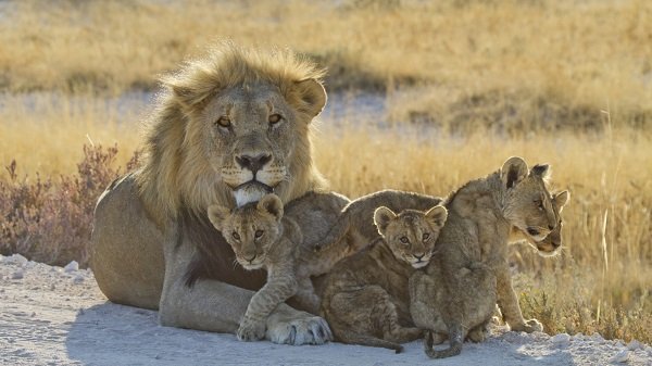 A male a lion with 4 cubs in front of some grasses