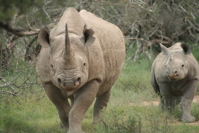 black rhino, Diceros bicornis