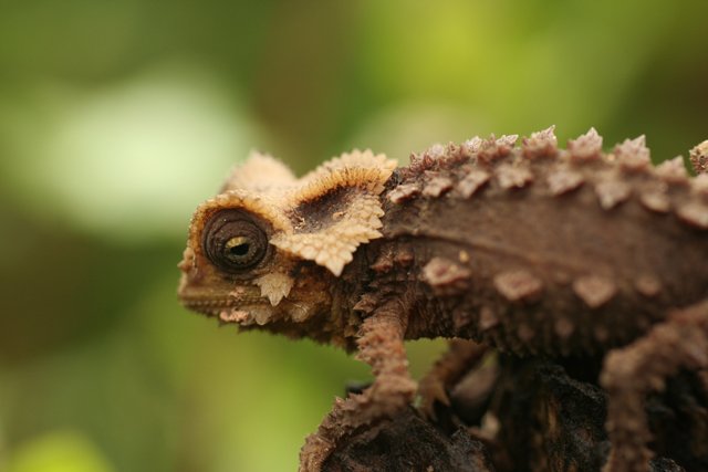 Antsingy leaf chameleon (Brookesia perarmata) - Madagascar