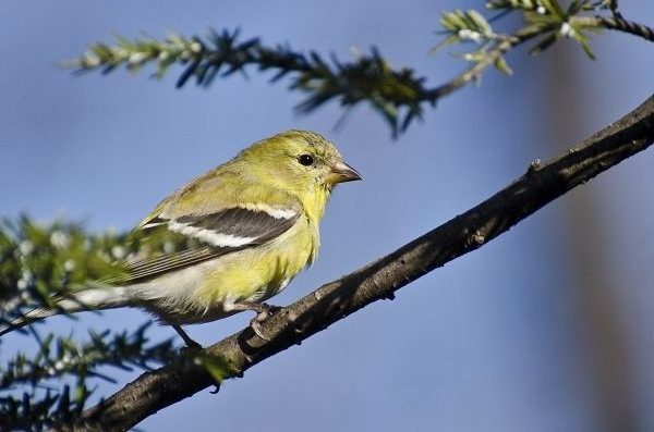 Male american goldfinch winter