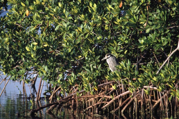 bird mangrove forest