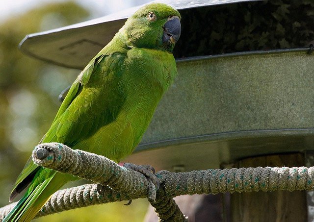 mauritian parakeet