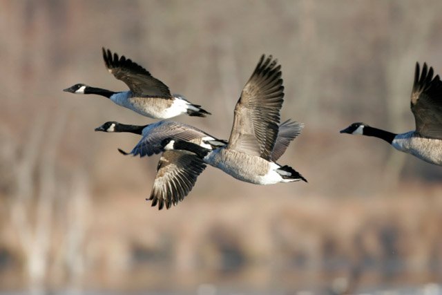 canadian geese migrating