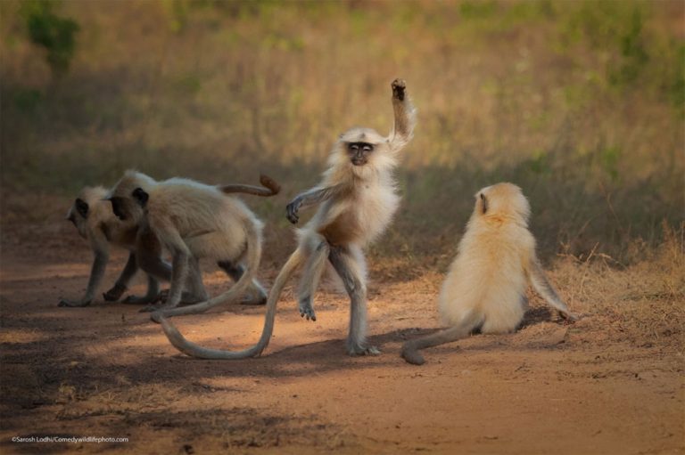 Caption This! What’s This Monkey Thinking?