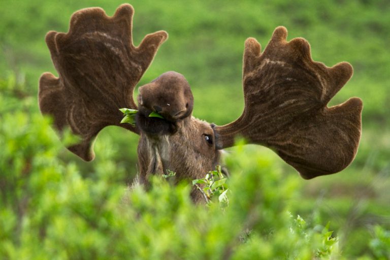 Caption This: What is this Moose Thinking?