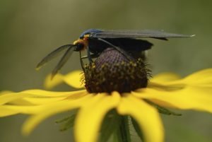 Top Ten Coolest Pollinators - Earth Rangers