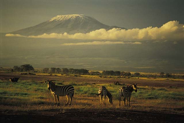 mt kilimanjaro zebra