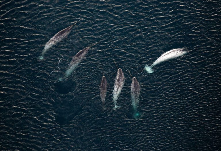 Caption This: What are these Narwhals Thinking?