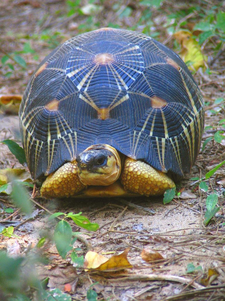 Galapagos tortoises are one of the longest living animals, some reaching over 150 years old