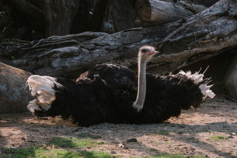 Caption This: What is this ostrich thinking?