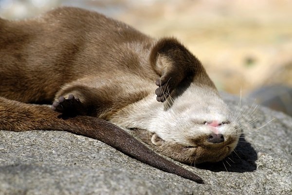 Top Ten Animals Chillin in the Sun