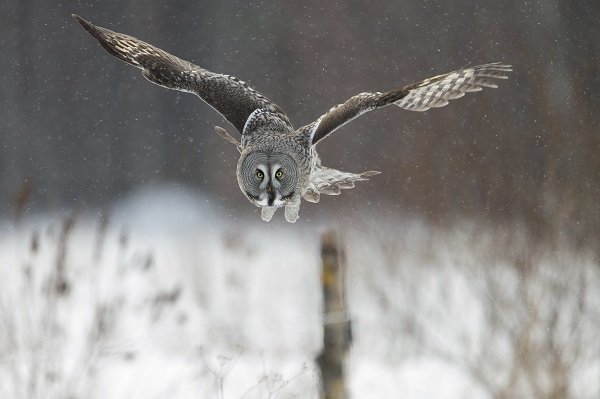 Top Ten Things Owls Give a Hoot About | Earth Rangers Wild Wire Blog