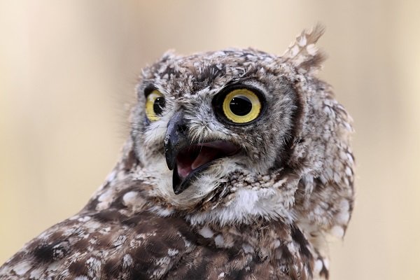 Top Ten Things Owls Give A Hoot About Earth Rangers Wild Wire Blog