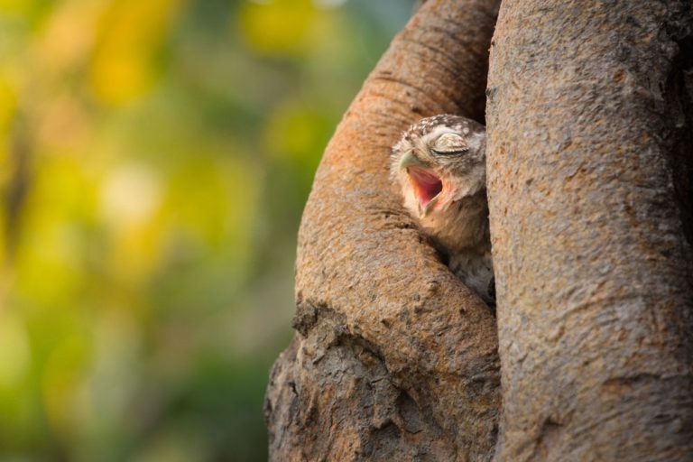 Caption This: What is this Owl Thinking?