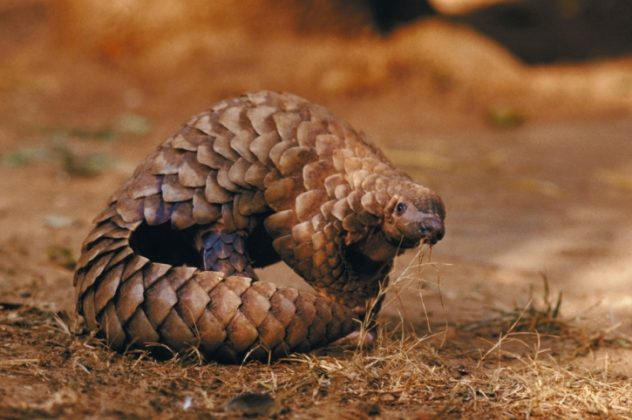 pangolin jellycat