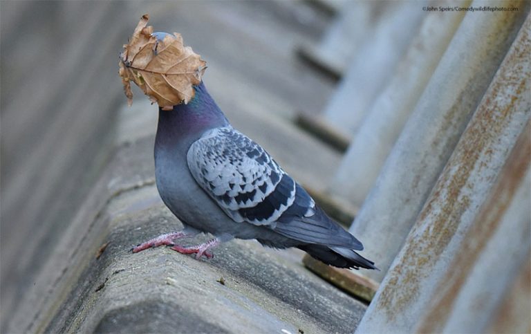 Caption This! What’s This Pigeon Thinking?