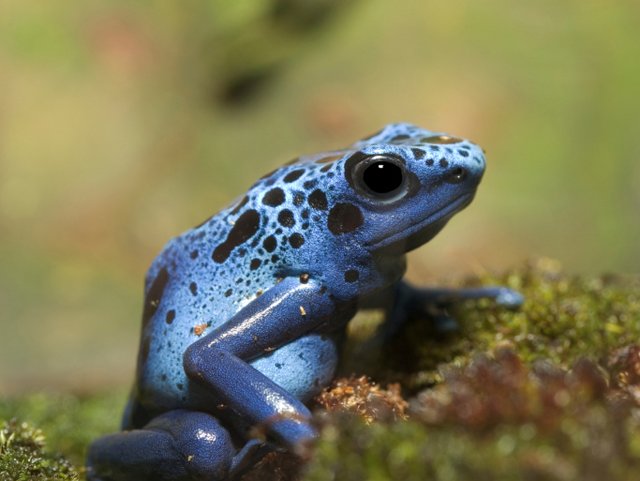 Amphibians at Risk