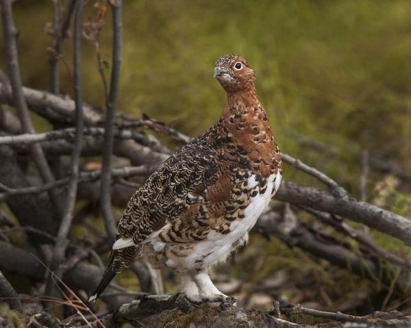 ptarmigan summer