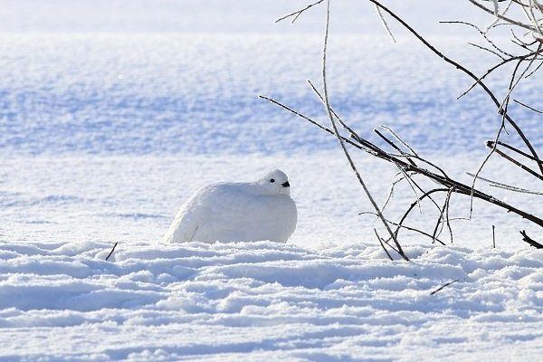 ptarmigan winter