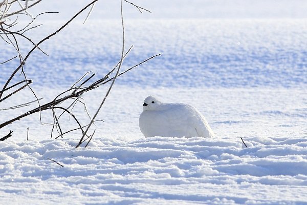 ptarmigan winter