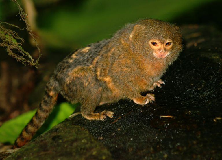 pygmy marmoset, monkey, callithrix pygmaea