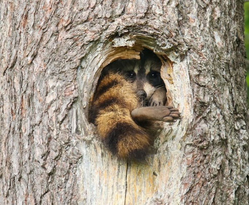 Caption This! What’s This Raccoon Thinking?