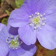 ranuncolaceae_anemone_hepatica_ettore_balocchi_square